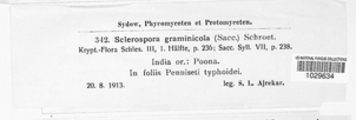 Sclerospora image